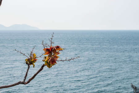 Tree sprouting new leaves with the sea as background, Vlore - Albania.の写真素材