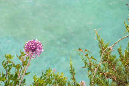 Violet dandelion flower with blurred sea on background.の写真素材