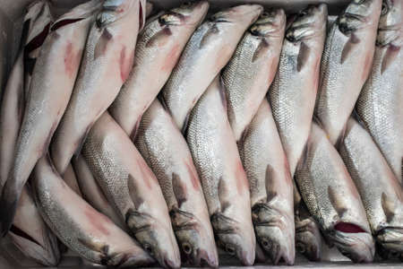 Freshly caught Sea Bass fish inside a container ready to put ice.