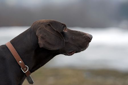 Portrait of the beautiful shorthaired german pointer