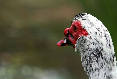 Duck's portrait. Picture taken in the farm in Portugalの写真素材
