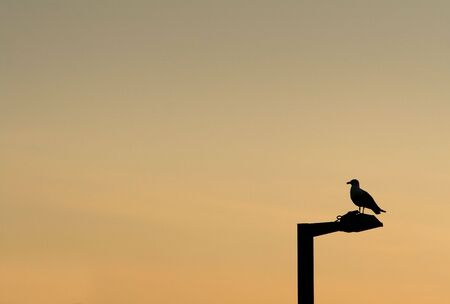 Bird sitting on the street lamp during the sunset. Picture taken in Porto / Portugal.の写真素材