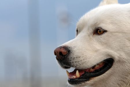 White -haired husky smiling. Picture taken in Lisbon / Portugal.の写真素材