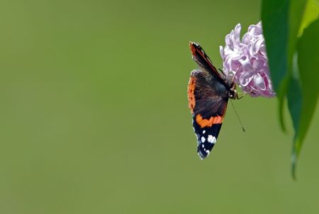 Butterfly collecting nectar. Picture taken in Portugal.の写真素材