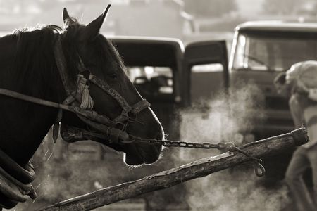 Horse. Picture taken in village market in Poland.の写真素材