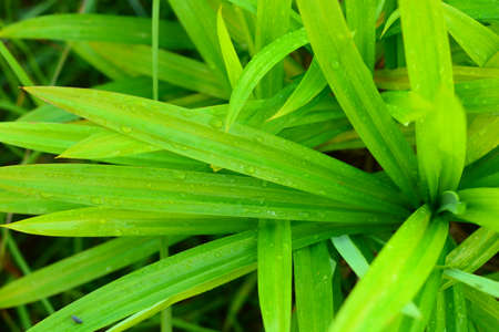 Pandan Leavesの写真素材