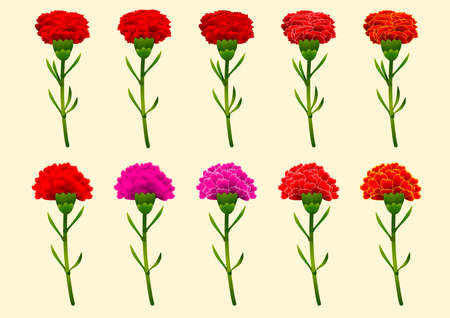 Collection of carnations in different styles of petals. Isolated elements. Vector illustration.のイラスト素材