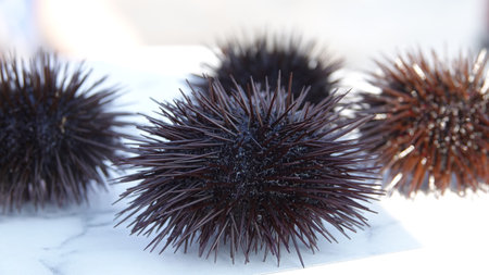 Sea urchin on white marble background. Selective focus. close up of sea urchins fresh out of the sea...