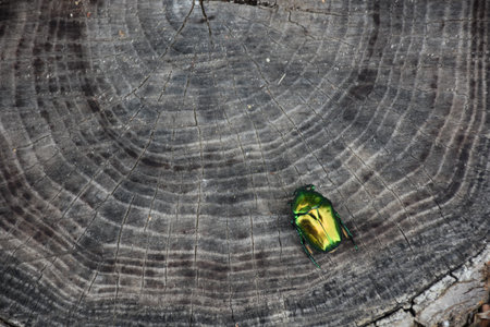 Green beetle on a stump in the forest. Close-up Green chaferの写真素材