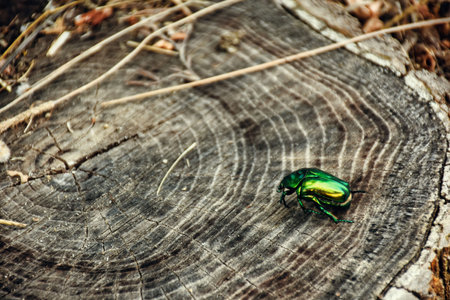 Green beetle on a tree stump in the forest. Insects.の写真素材