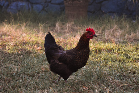 rooster on the grass in the farm, photo as a background, digital imageの写真素材
