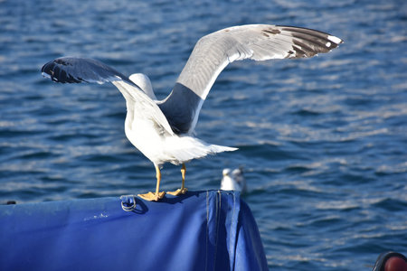 Seagulls on a fishing boat at sea, closeup of photoの写真素材