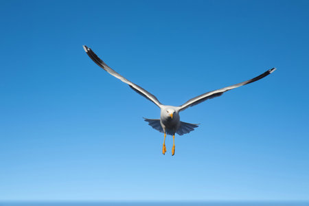 Seagull flying in the blue sky.