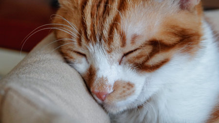 Cute cat sleeping on the sofa in the living room at homeの写真素材