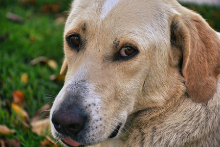 A closeup shot of a labrador retriever looking at the camera. a white stray dog with an innocent...