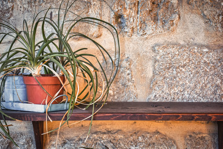 Plants in pots on a wooden table in front of a stone wall. Betonish Tillandsia flowers or potted flower, pots on a board hanging on an old stone wall, vintage, copy spaceの写真素材