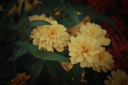 Beautiful yellow flowers in the garden. Nature background. Selective focus. Autumn conceptの写真素材
