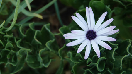 White and purple daisy flower in the garden with green leaves background