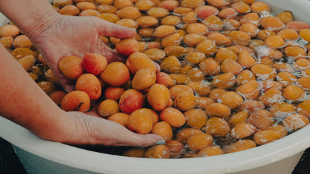 Freshly washed apricots being washed in a large basin. Freshly harvested apricots stand in a basin of water and a woman holds apricots in her handsの写真素材