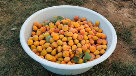Ripe apricots in a white bowl on the grass.の写真素材