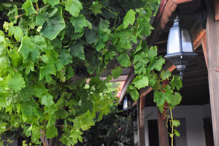 Vineyards in the city of Hanoi, Vietnam.の写真素材