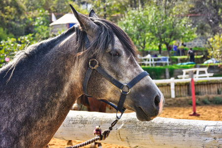 Portrait of a horse in the paddock, close-upの写真素材