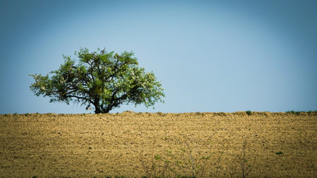 Lonely tree in a plowed field. Toned.の写真素材