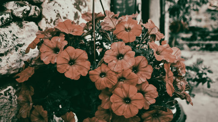 Red petunia flowers in the garden. Vintage style toned picture