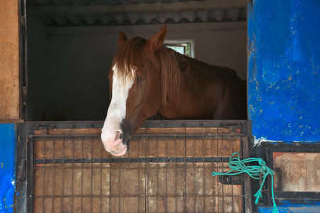 close-up portrait of a brown horse standing at the horse farm looking out the window in its stableの写真素材