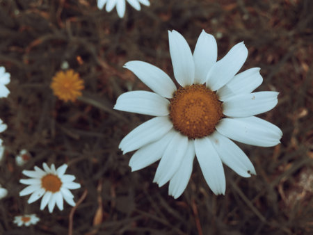 chamomile flower in the meadow. retro vintage style.の写真素材