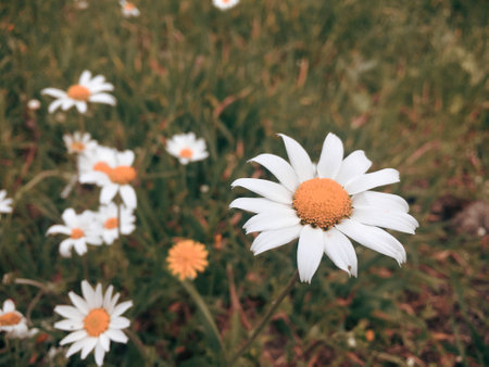 White daisies in a meadow with green grass and yellow flowersの写真素材