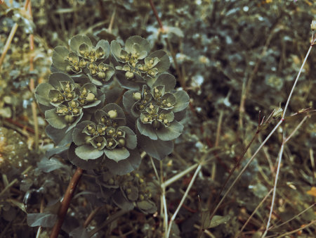Euphorbia pulcherrima plant in the wild.