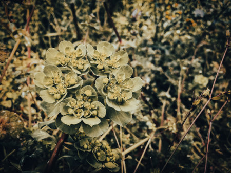 Euphorbia pulcherrima plant in the wild.- retro, vintage style lookの写真素材