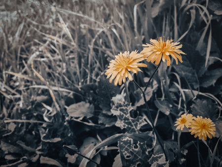 Yellow dandelion flowers in the meadow. Toned.の写真素材
