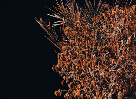 Close-up of Ruscus aculeatus flower on dark background. Close up view of a dried bush flower on dark background.の写真素材