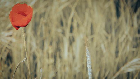 poppy flower in the field, vintage style, shallow depth of fieldの写真素材