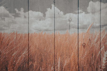 Wooden background with wheat field and cloudy sky, retro tonedの写真素材