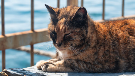 Domestic cat lying on the stairs by the sea in summer.の写真素材
