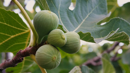 Green figs growing on the branches of a fig tree in the garden