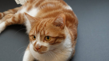 A healthy young red ginger cat close-up portrait with big yellow eyes, selective focus. Studio shut upの写真素材