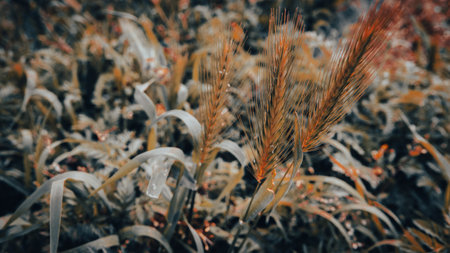 Close-up of wheat field in autumn. Selective focus.の写真素材
