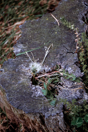 Dry tree stump with moss and lichen in the forest.