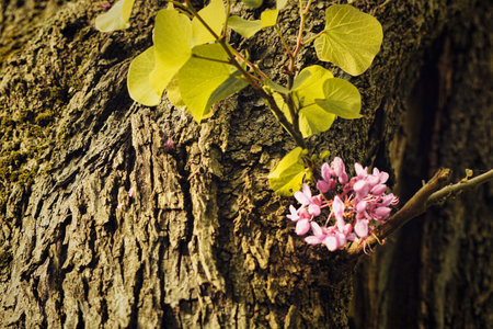 Branch with pink flowers and green leaves on old tree bark.