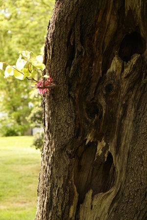 Branch of a tree in the park, close-up.の写真素材