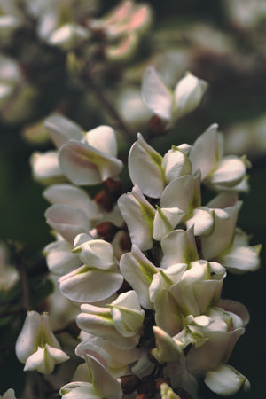White flowers of acacia tree (Robinia pseudoacacia)の写真素材