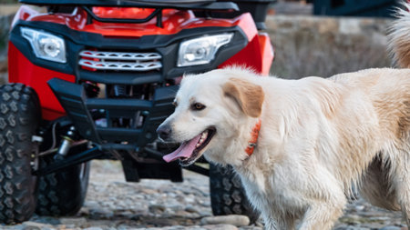 Golden retriever dog on the background of an off-road vehicle