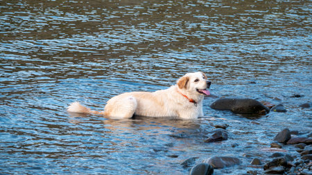 A wet dog playing in the sea, golden retriever resting on the beach, travel concept, pets in nature