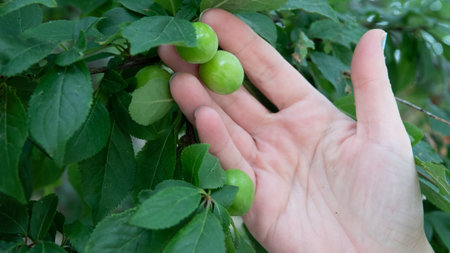 Plum tree branch with green leaves and ripe fruits in hand.の写真素材