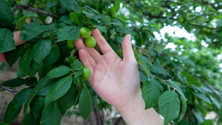 Plum tree branch with ripe green plums in woman's handの写真素材