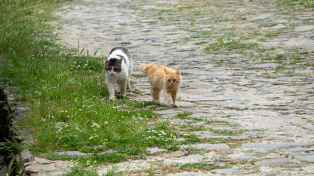 Two stray cats walking on the street. Selective focus on the catの写真素材
